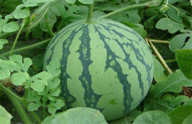 西瓜施肥的注意事项