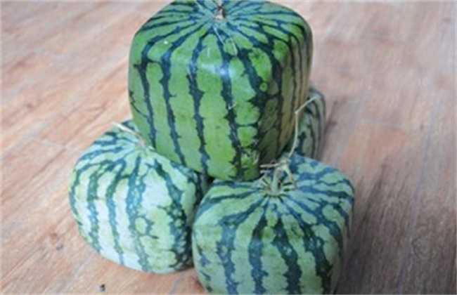 方形西瓜是怎么种的
