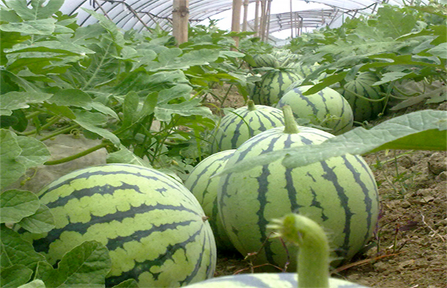 西瓜施肥的注意事项