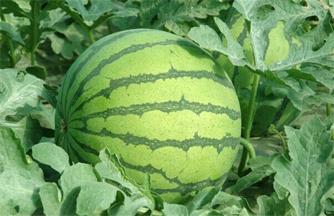 西瓜施肥的注意事项