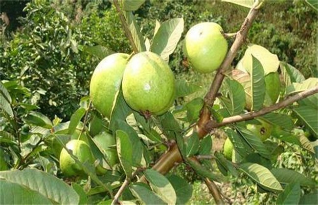 番石榴的种植方法