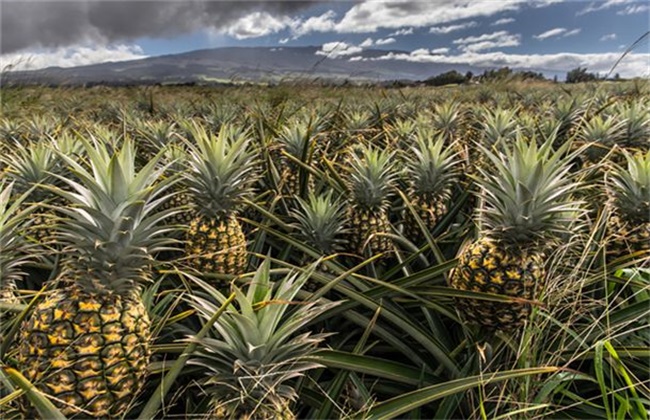 菠萝种植环境要求