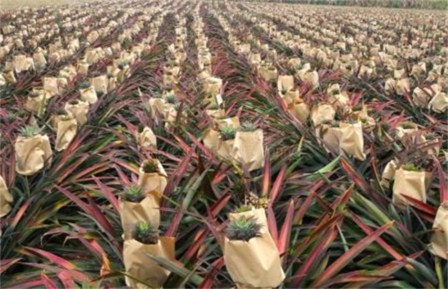 菠萝种植环境要求