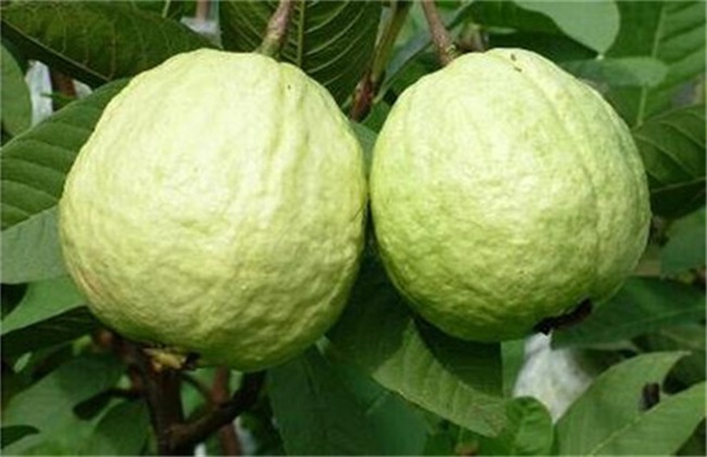 番石榴的种植方法