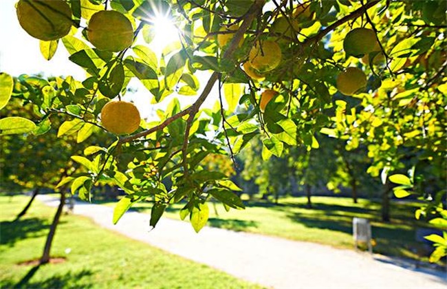 柠檬树叶片发黄怎么办