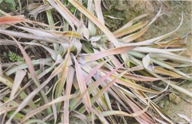 菠萝常见病虫害防治方法