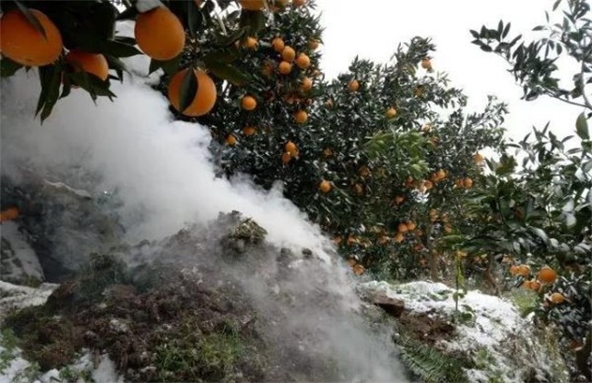 柑橘冬季防冻方法