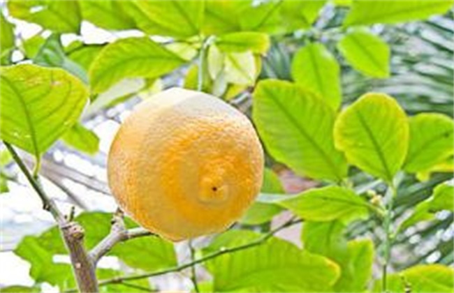 柠檬树叶片发黄怎么办