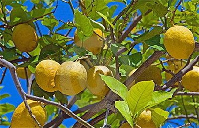 柠檬树叶片发黄怎么办
