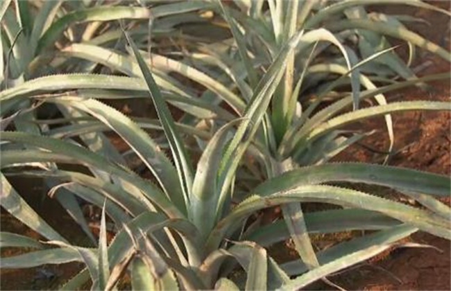 菠萝常见病虫害防治方法