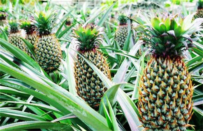 菠萝的高产种植技术