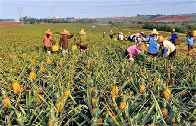 菠萝的高产种植技术