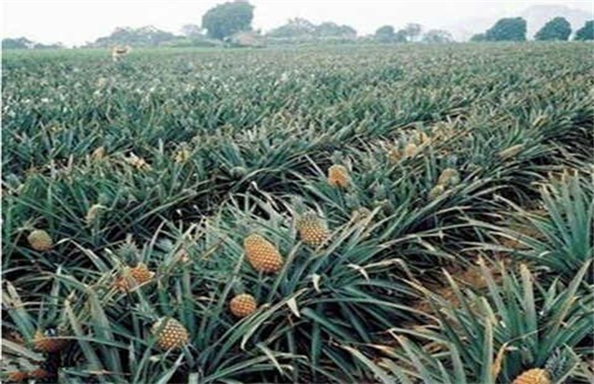 菠萝的高产种植技术