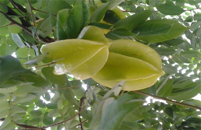 杨桃种植的注意事项