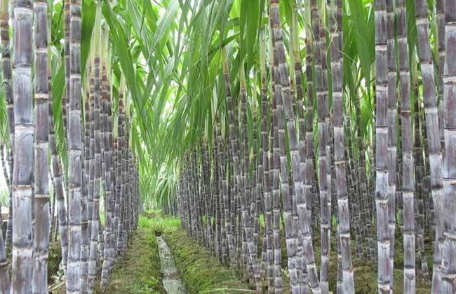 甘蔗种植的条件