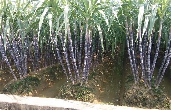 甘蔗种植的条件