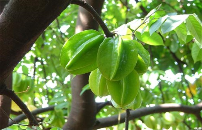 杨桃种植的注意事项