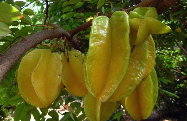 杨桃种植的注意事项