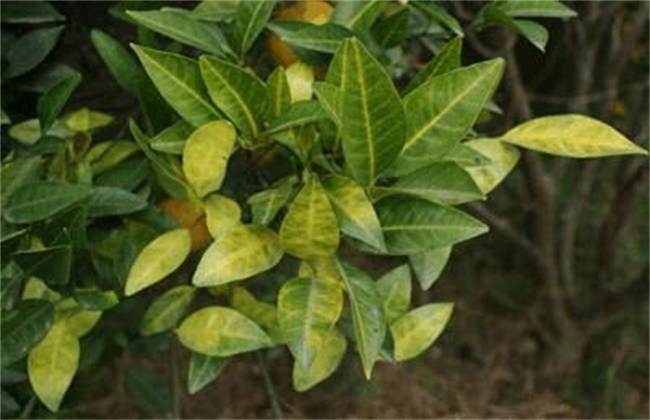 柑橘黄化的原因及解决方法
