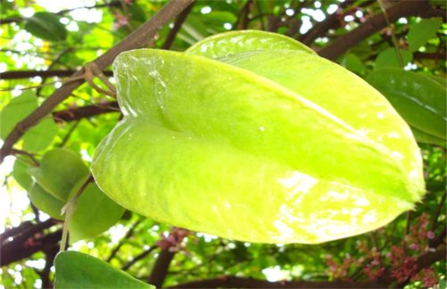 杨桃种植的注意事项