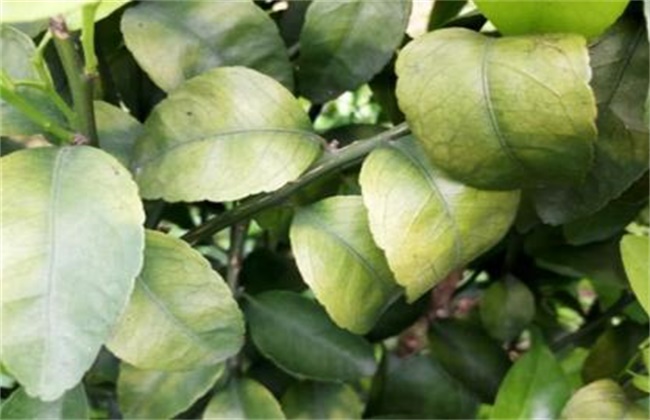 柑橘黄化的原因及解决方法