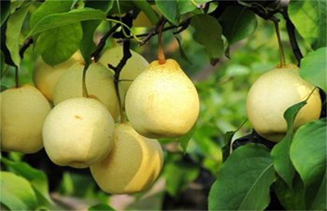 梨子的常见品种