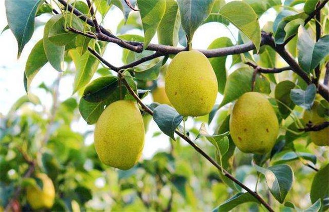 梨子的常见品种