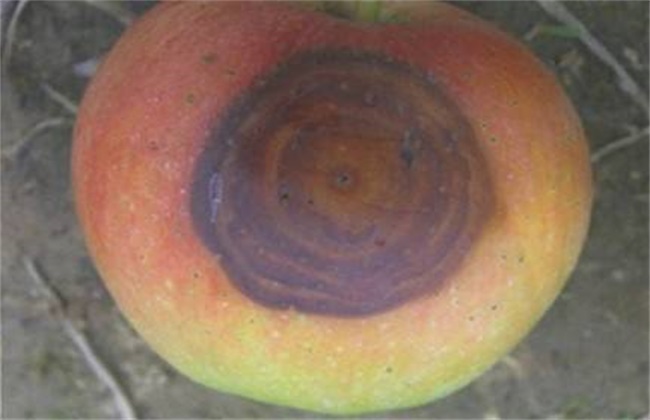 苹果常见病虫害防治方法