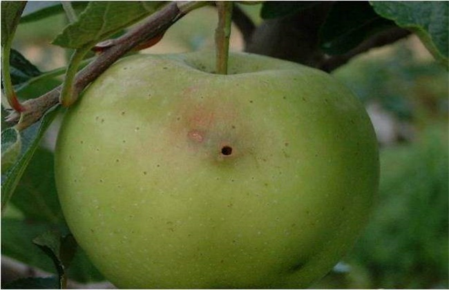 苹果常见病虫害防治方法
