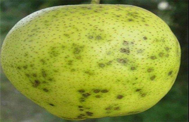 梨树常见病虫害防治