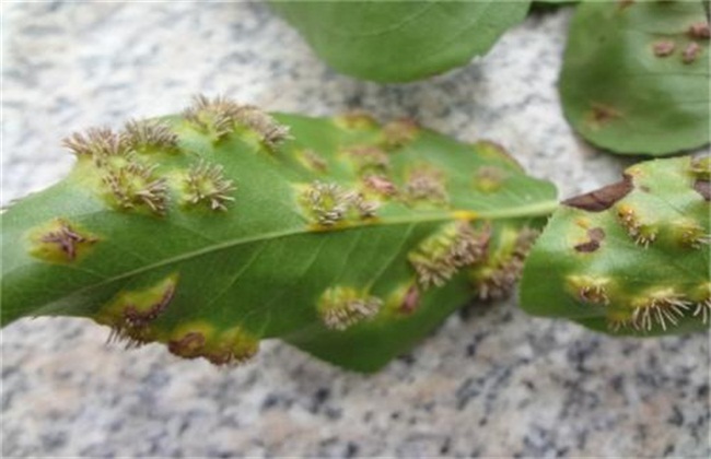 梨树常见病虫害防治