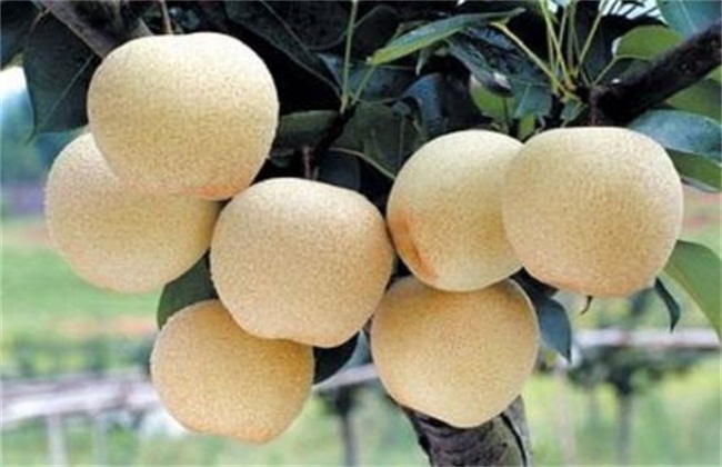 梨树常见病虫害防治