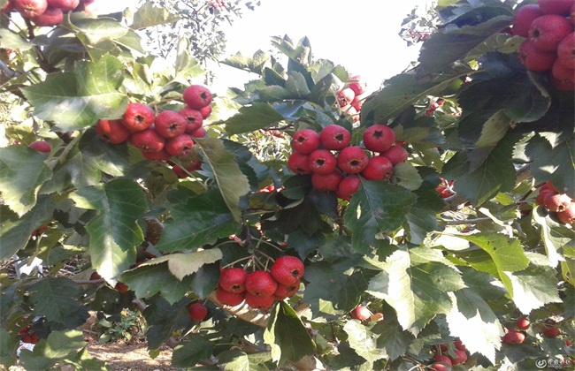 种植山楂的基本条件