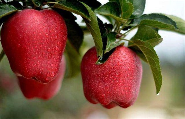 蛇果的种植技术要点