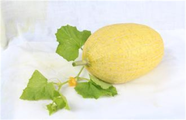 哈密瓜的常见品种