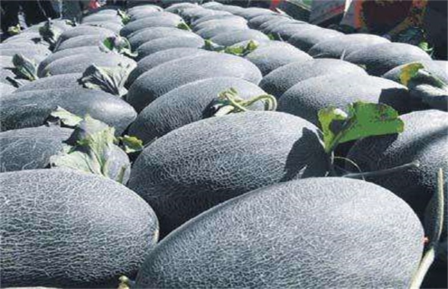 哈密瓜的常见品种