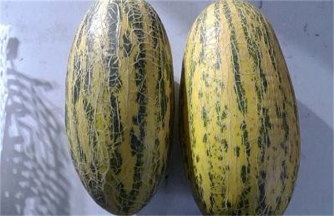 哈密瓜的常见品种