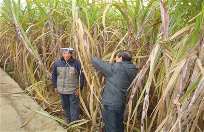 甘蔗越冬防冻措施