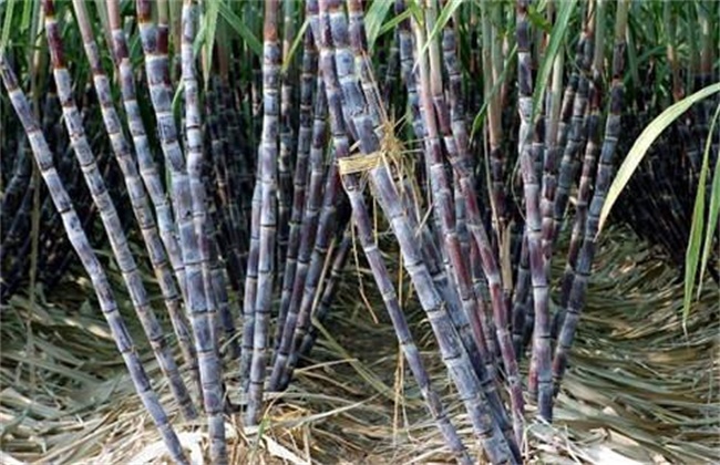甘蔗越冬防冻措施