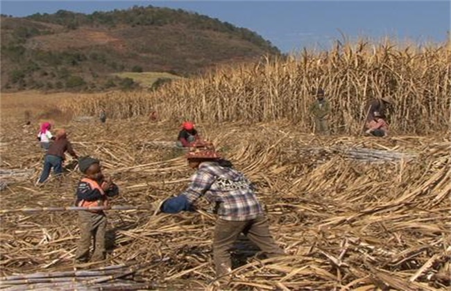 甘蔗越冬防冻措施