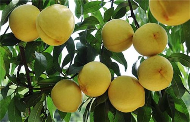 黄桃种植注意事项