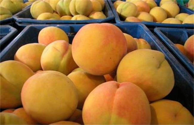 黄桃种植注意事项