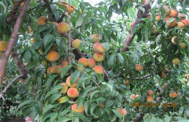 黄桃种植注意事项