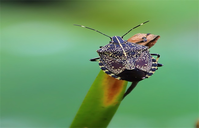 荔枝常见病虫害及防治