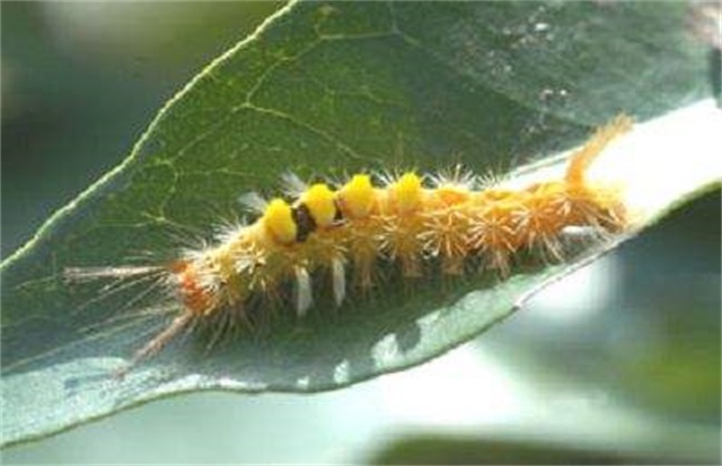 荔枝常见病虫害及防治