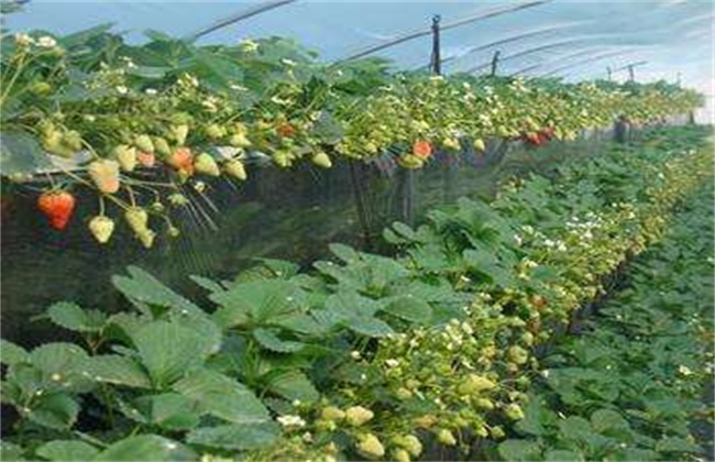 草莓种植不甜的原因