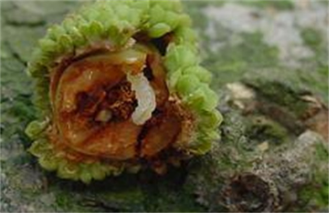 荔枝常见病虫害及防治