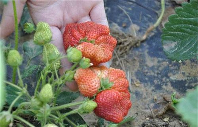 草莓种植不甜的原因