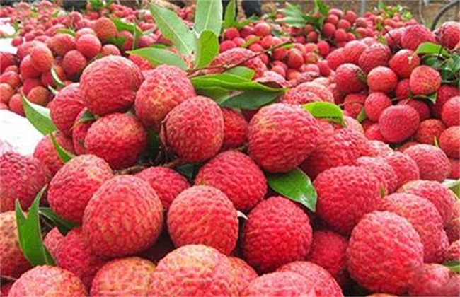 荔枝常见病虫害及防治