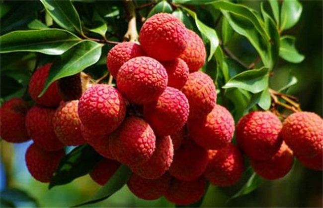 荔枝常见病虫害及防治